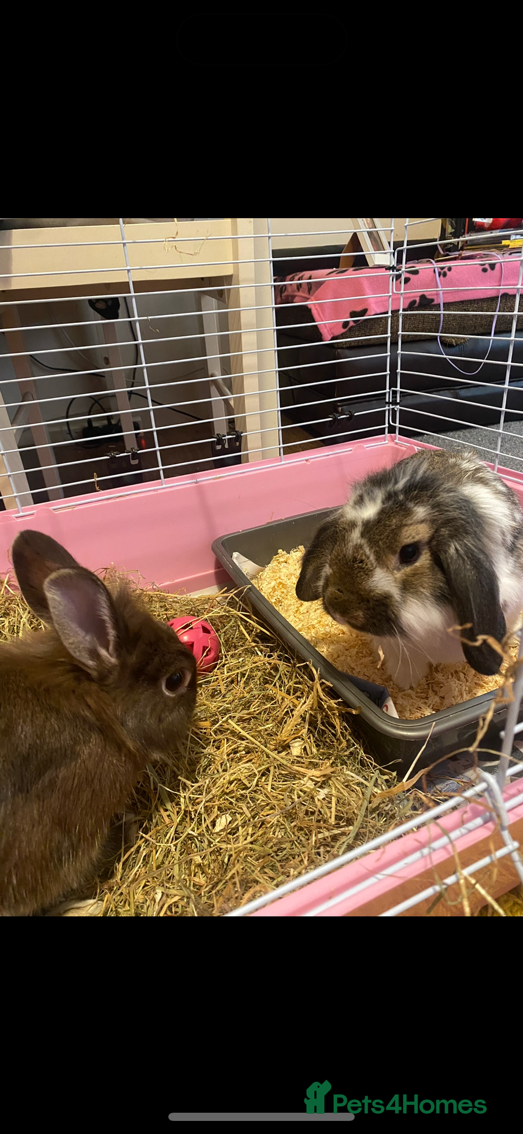 Lionhead rabbits for sale: Urgent for two neutered male rabbits - Image 1