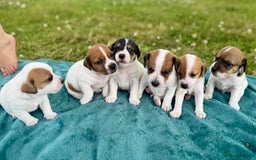 Jack Russell dogs for sale: Georgeous Jack Russell Puppy boy  in Tunbridge Wells - Image 3