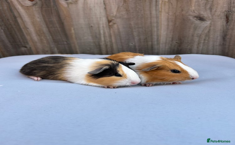 Guinea Pig rodents - Advert 3