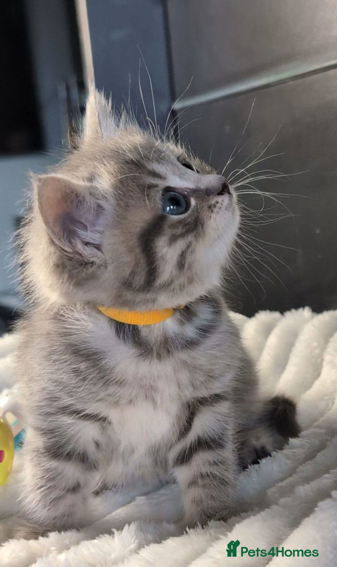 British Longhair cats for sale: 💖💙 BSH and BLH ● TICA & GCCF reg ●  - Advert 25