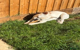 French Bulldog dogs for sale: 7 month old Margo  - Image 2