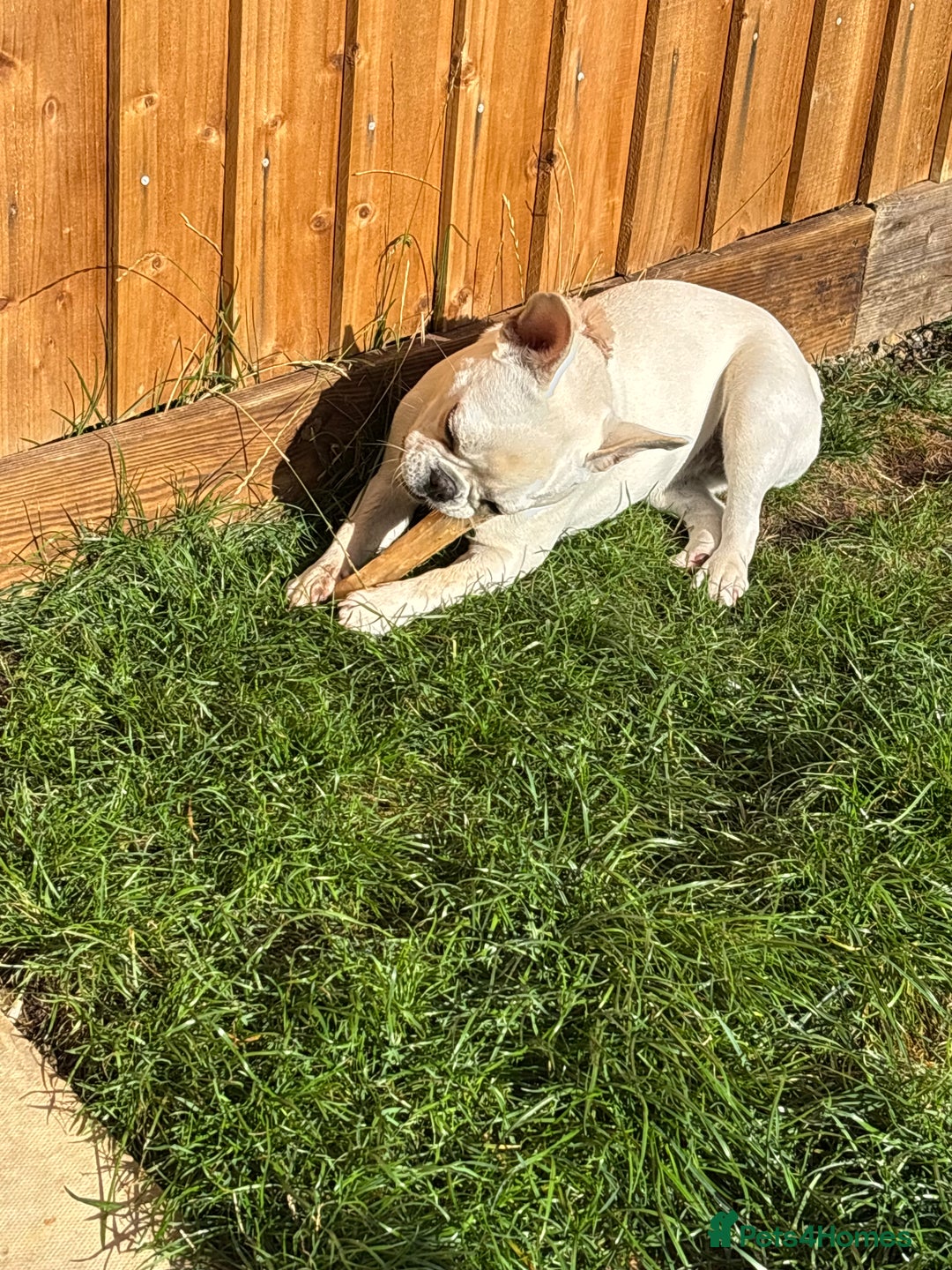 French Bulldog dogs for sale: 7 month old Margo  - Image 2