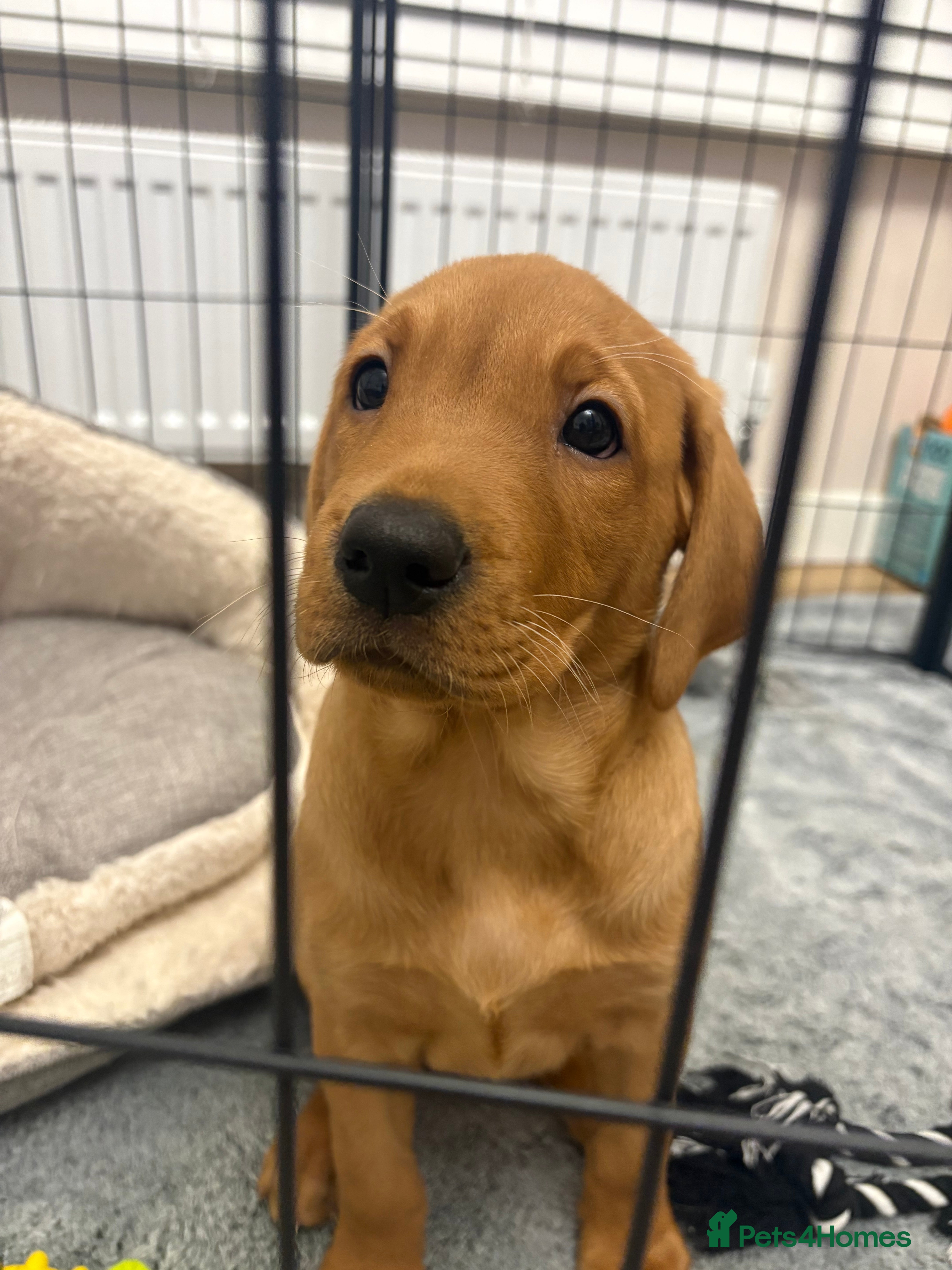 Labrador Retriever dogs 1x chunky Fox Red Labrador for sale  - Advert 1