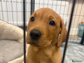 Labrador Retriever dogs 1x chunky Fox Red Labrador for sale - Advert 12