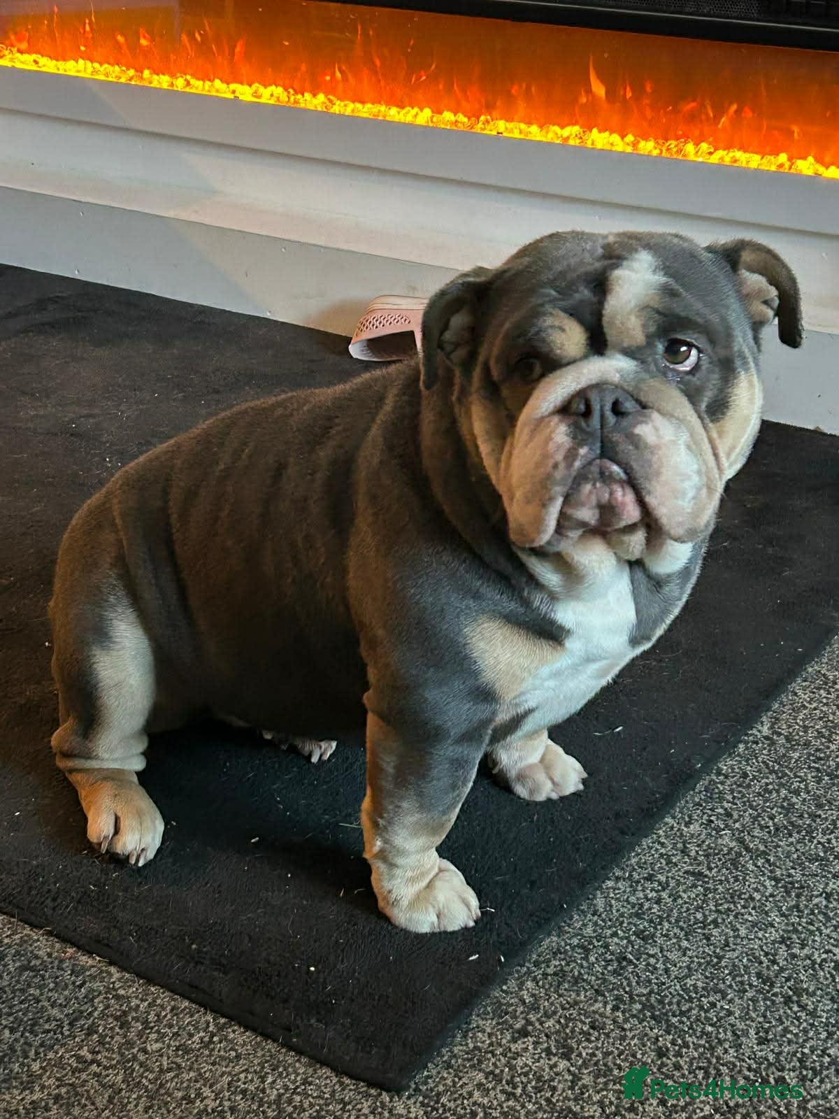 English Bulldog dogs English bulldog bitch in Coventry - Advert 15