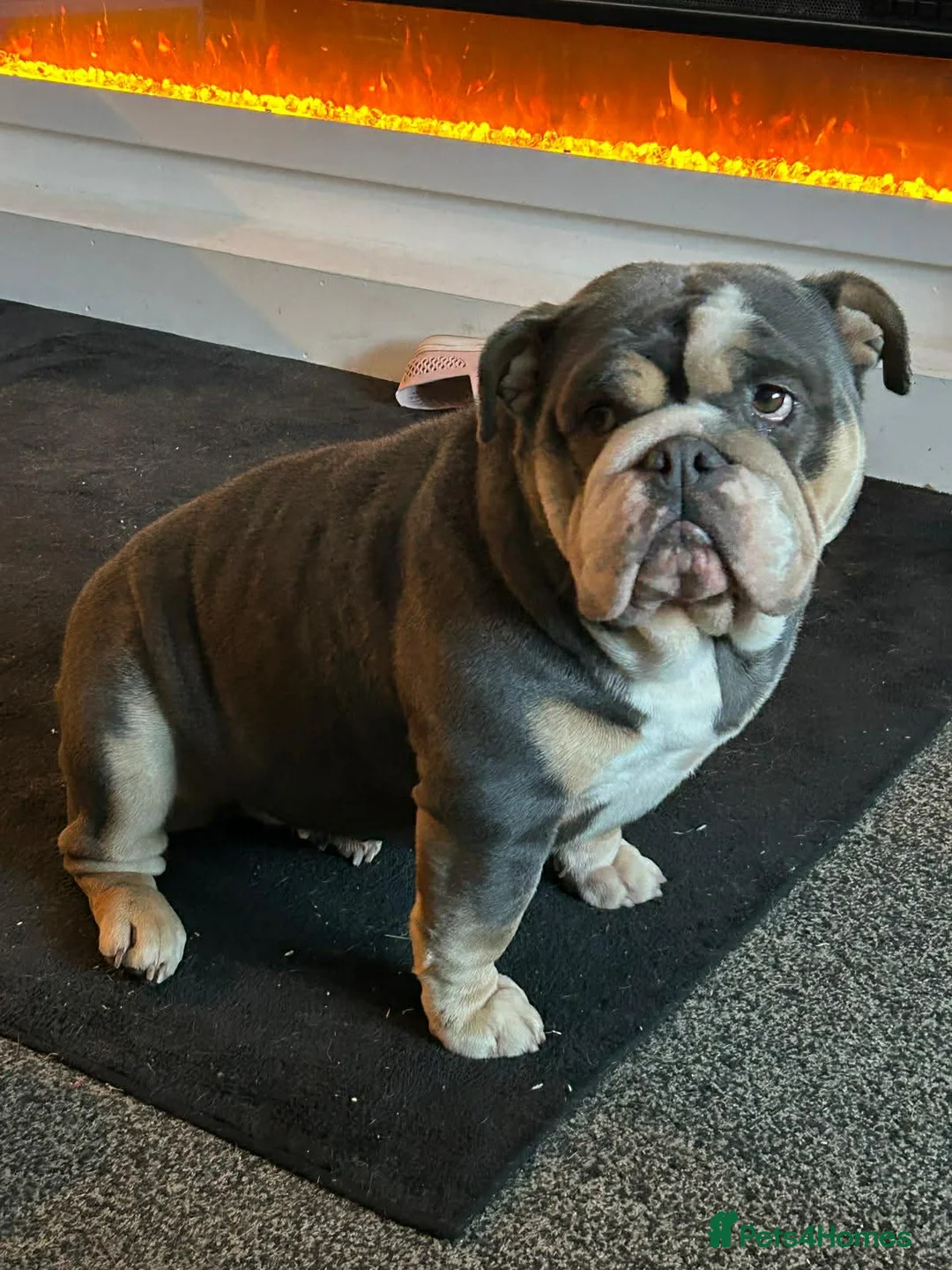 English Bulldog dogs for sale: English bulldog bitch - Advert 1