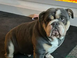 English Bulldog dogs English bulldog bitch in Coventry - Advert 18