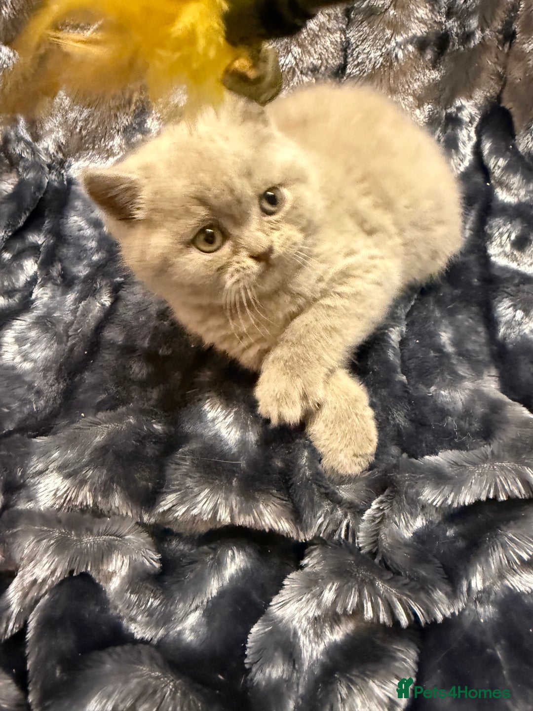 British Shorthair cats for sale: Champion Line British Shorthair Kittens - Advert 11