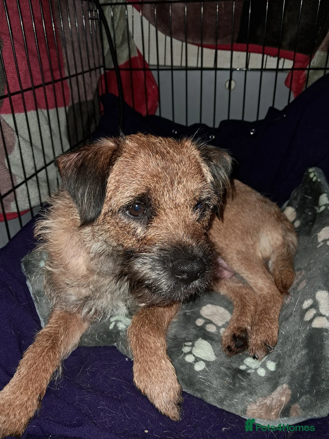 Border Terrier dogs for sale: Border terrier pups - Advert 1