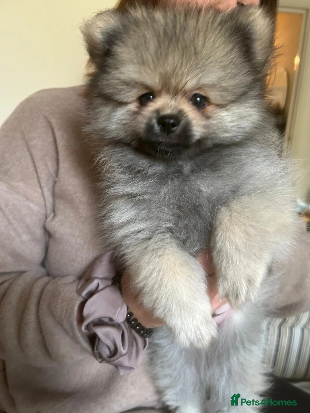 Pomeranian dogs for sale: 5 Generation champion Russian bloodline - Advert 19