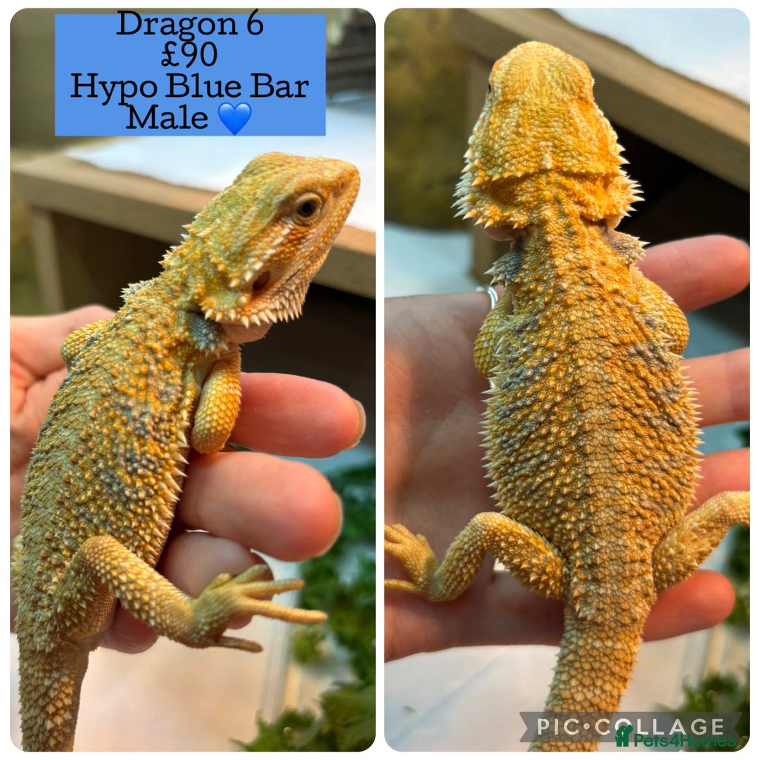 Bearded Dragon reptiles for sale: Baby Hypo Bearded Dragons - Advert 6