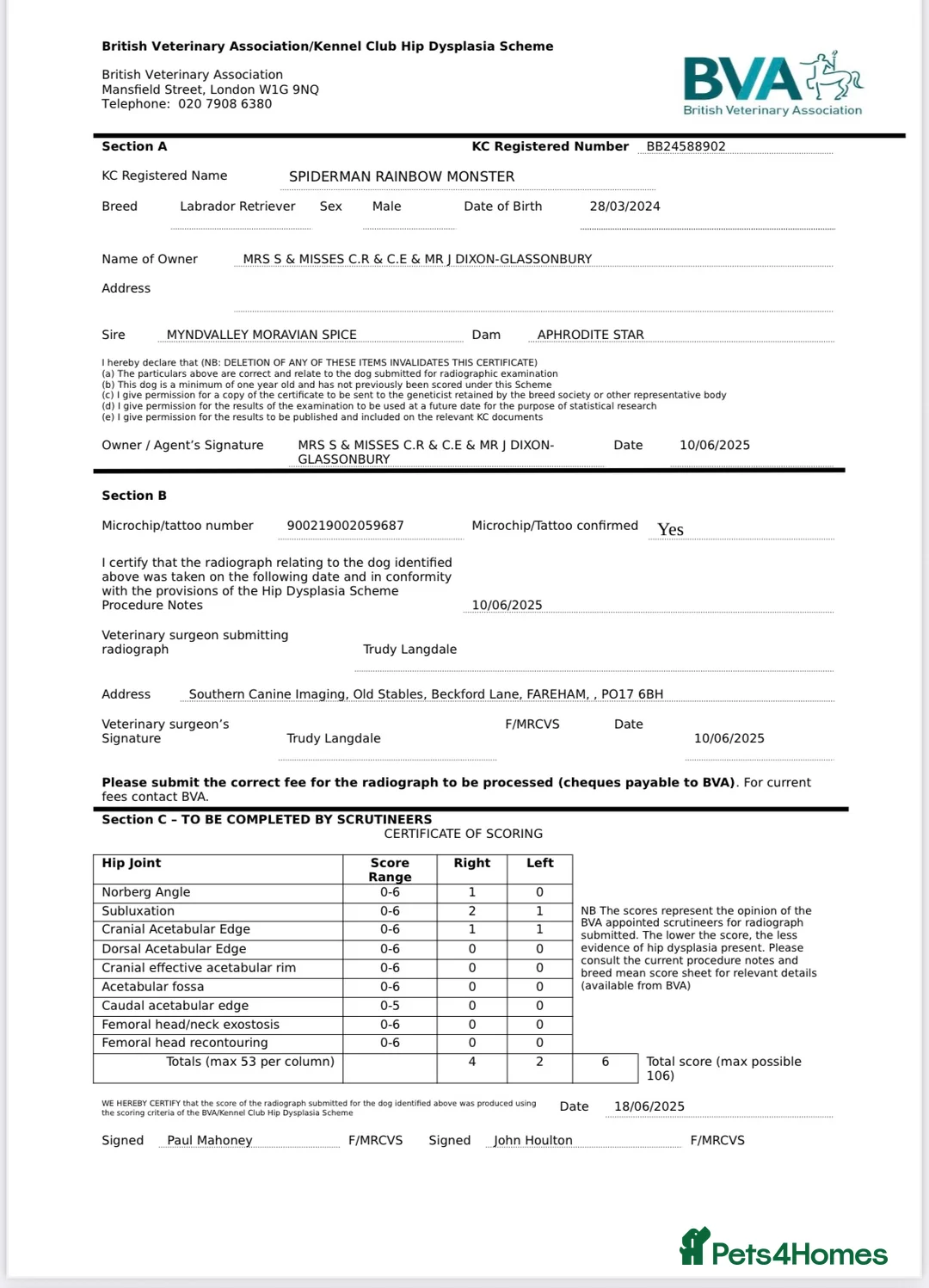 Labrador Retriever dogs for stud: KC Labrador for Stud 16 Champions in Lineage - Advert 3