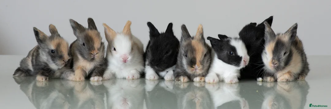 Lionhead rabbits for sale: Double-maned Lionhead Bunnies - Advert 2
