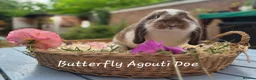 Mini Lop rabbits for sale: Two Mini lops and 4 Dwarf lops available - Advert 2