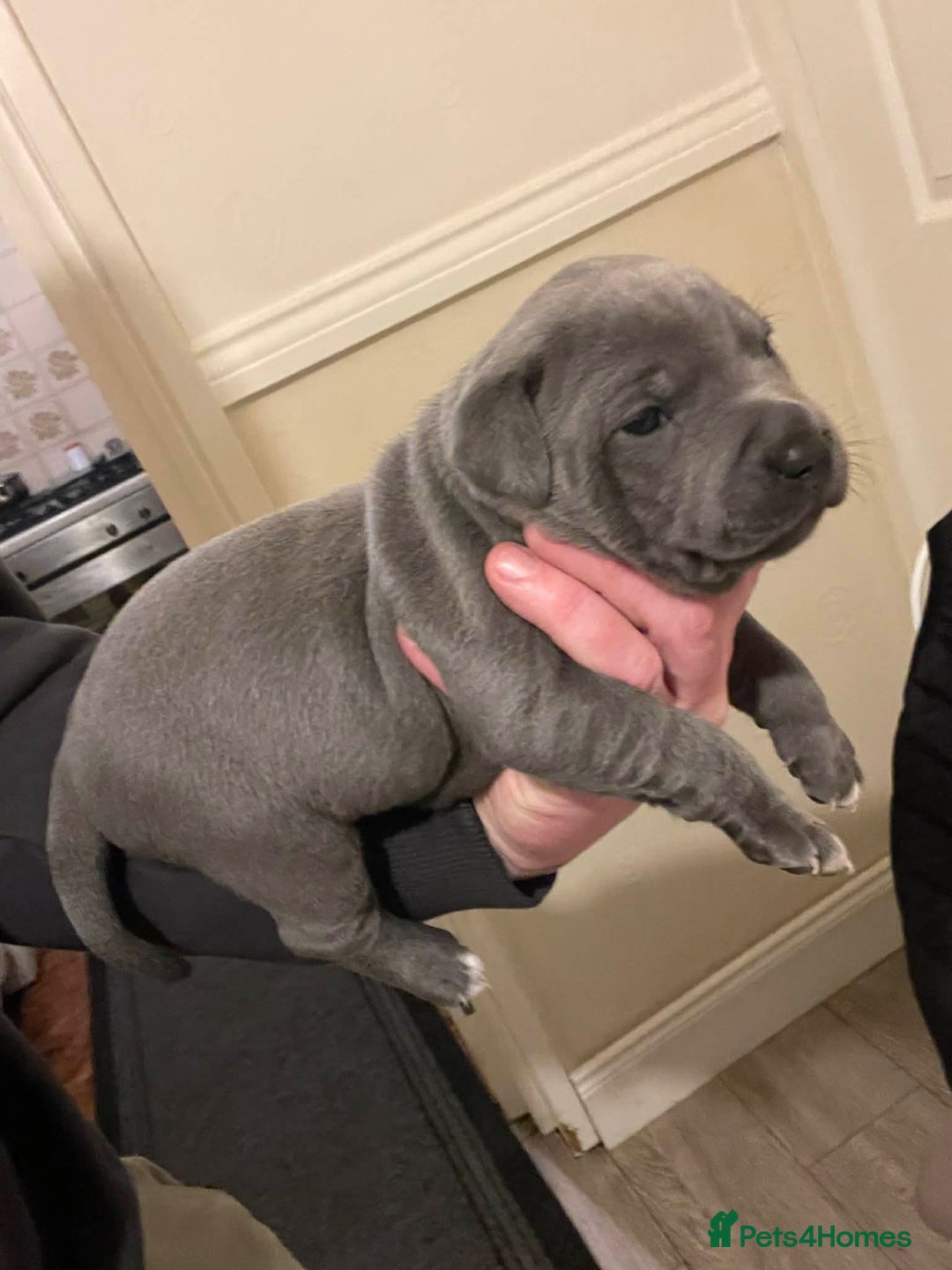Staffordshire Bull Terrier dogs for sale: Blue Staffordshire bull terrier’s  - Advert 18