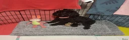 Cockapoo dogs for sale: 💫Gorgeous Cockapoos💫 in Chepstow - Advert 6