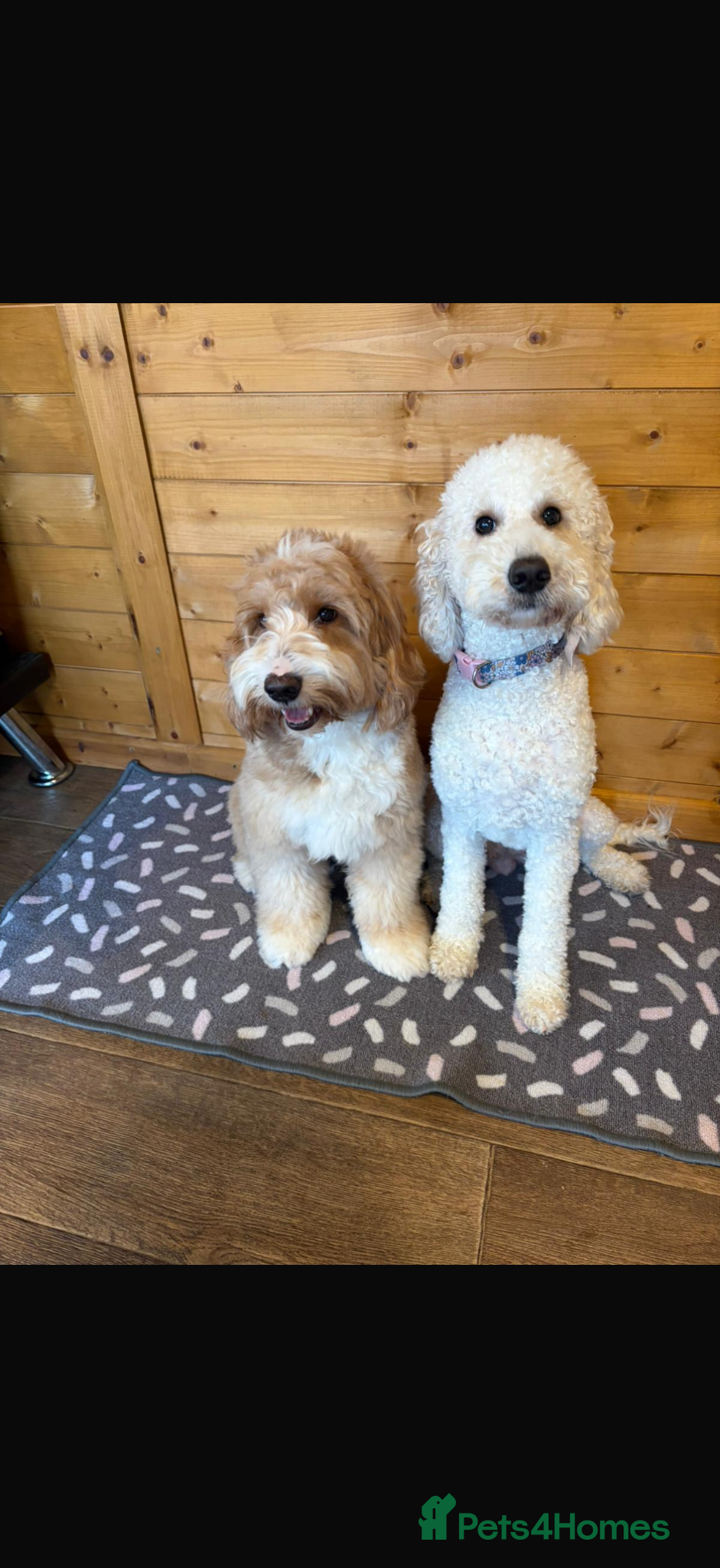Australian Labradoodle dogs Australian Labradoodle Puppies for Sale 🐾 - Advert 10