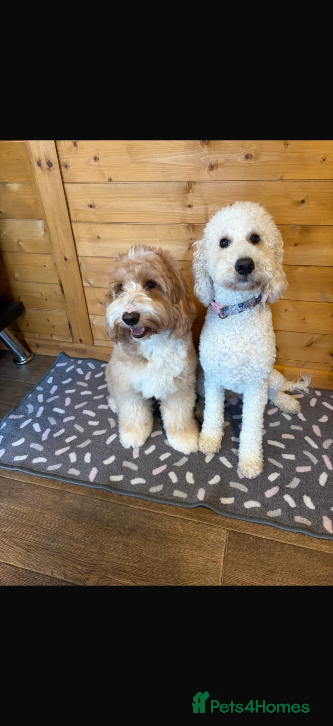 Australian Labradoodle dogs for sale: Australian Labradoodle Puppies for Sale 🐾 - Advert 2