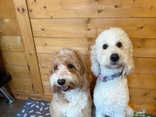 Australian Labradoodle dogs Australian Labradoodle Puppies for Sale 🐾 - Advert 10
