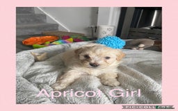 Maltipoo dogs for sale: Stunning F1 Maltipoo Puppies!!! - Image 7