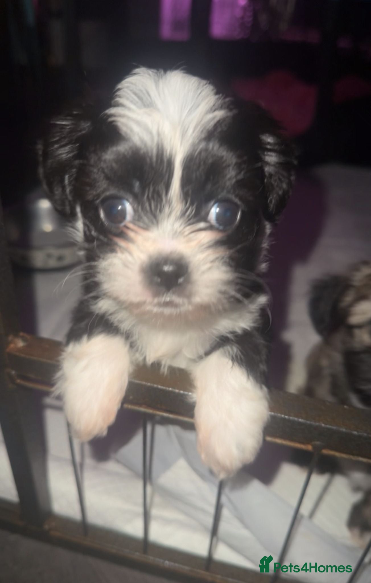 Mixed Breed dogs Beautiful boy🩵 - Advert 1