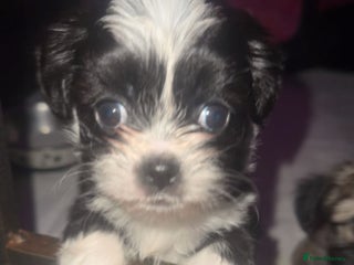 Mixed Breed dogs Beautiful boy🩵 - Advert 1