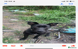 Mixed Breed dogs for sale: Cain corso cross greyhoud - Image 1
