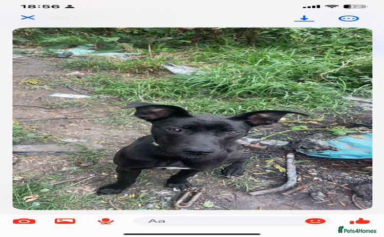 Mixed Breed dogs - Advert 2
