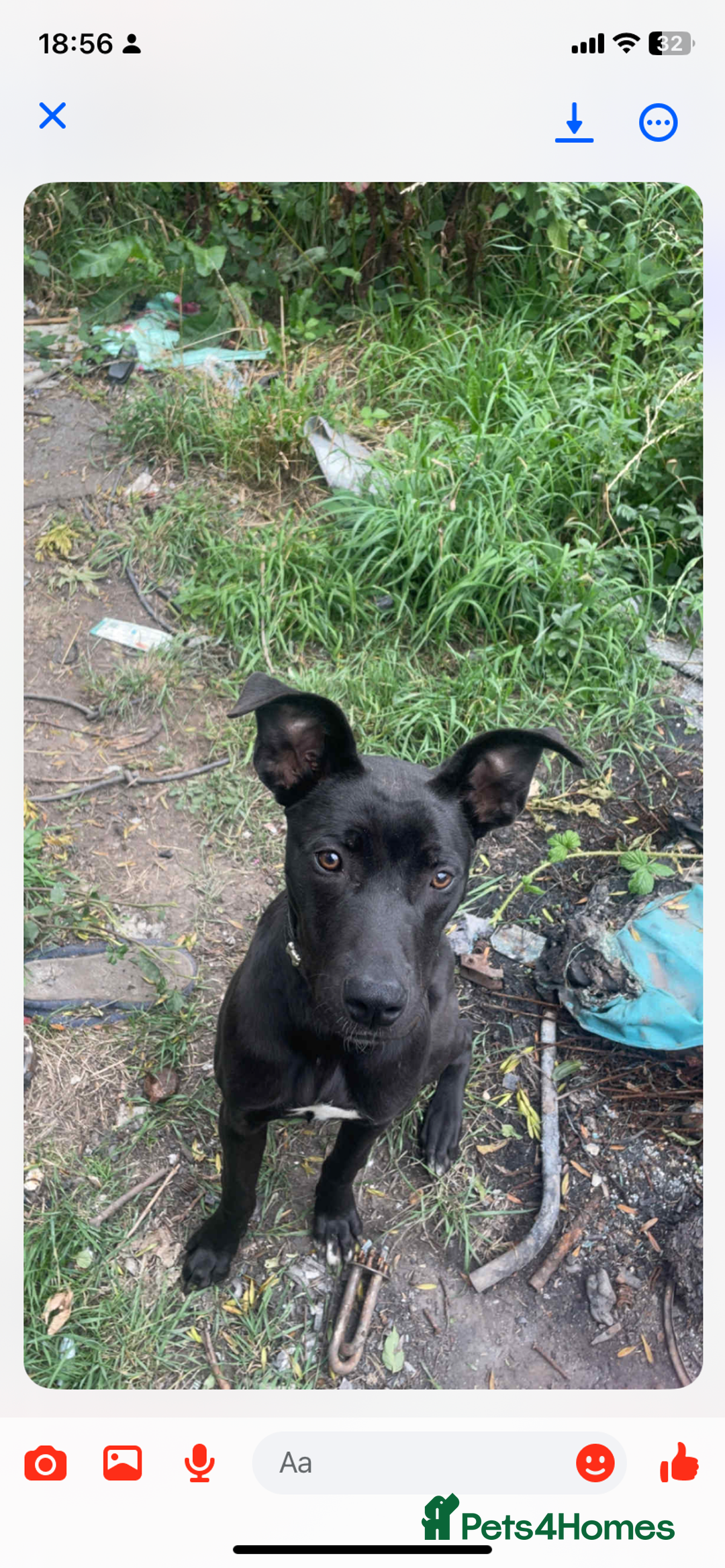 Mixed Breed dogs for sale: Cain corso cross greyhoud - Image 1