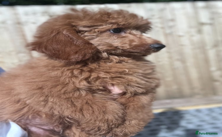 Miniature Poodle dogs in Stafford - Advert 6