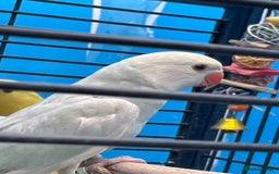 Ringnecks birds for sale: Indian Ringneck Ring neck parakeets  - Image 7