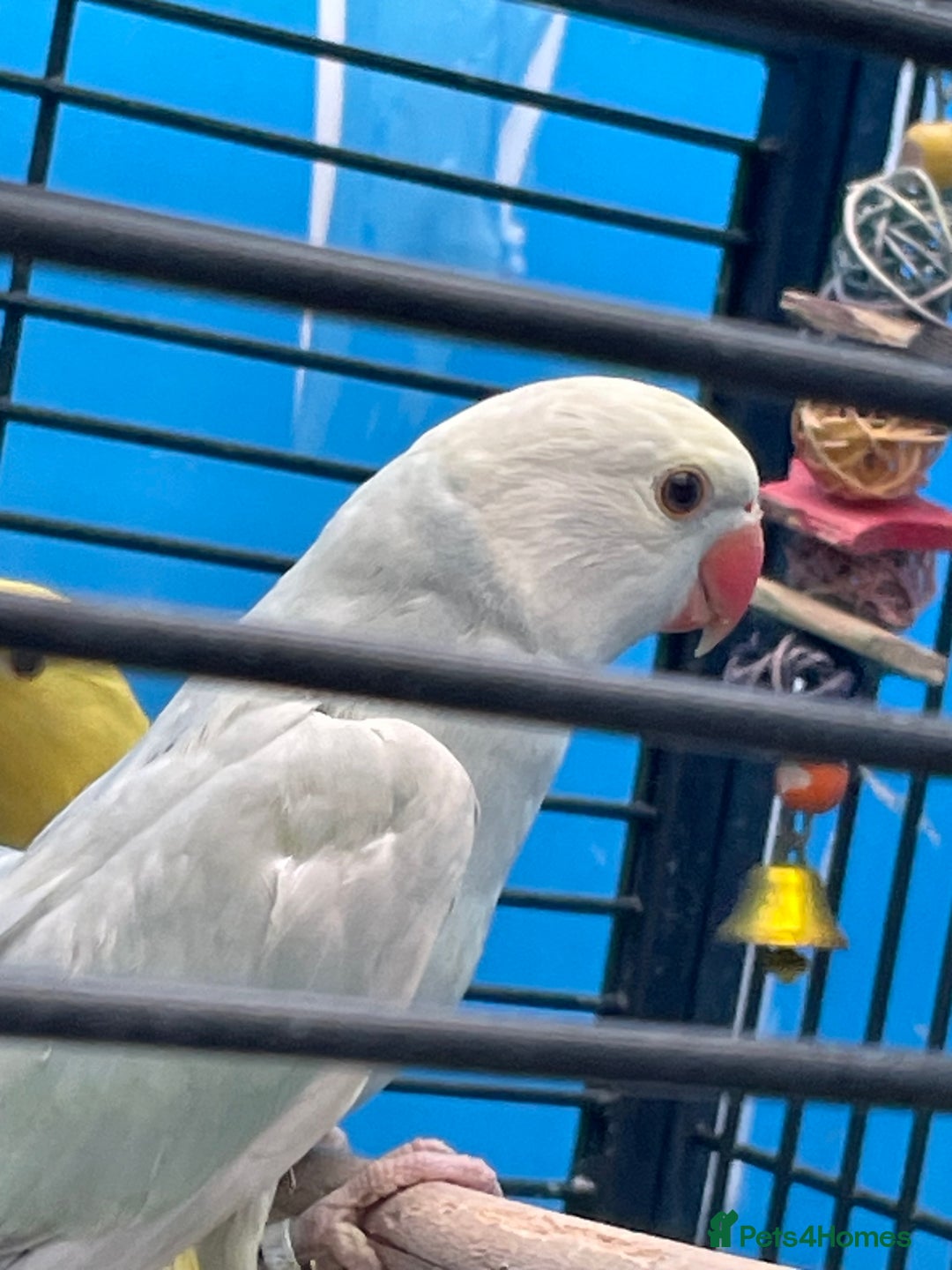 Ringnecks birds for sale: Indian Ringneck Ring neck parakeets  - Image 7