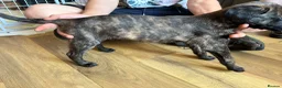 Lurcher dogs for sale: Lurcher pups  - Advert 12
