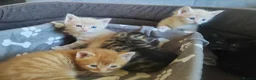Mixed Breed cats for sale: Adorable kittens are looking for lovely home  - Advert 19