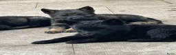 German Shepherd dogs for sale: German shepherd puppies  - Advert 3