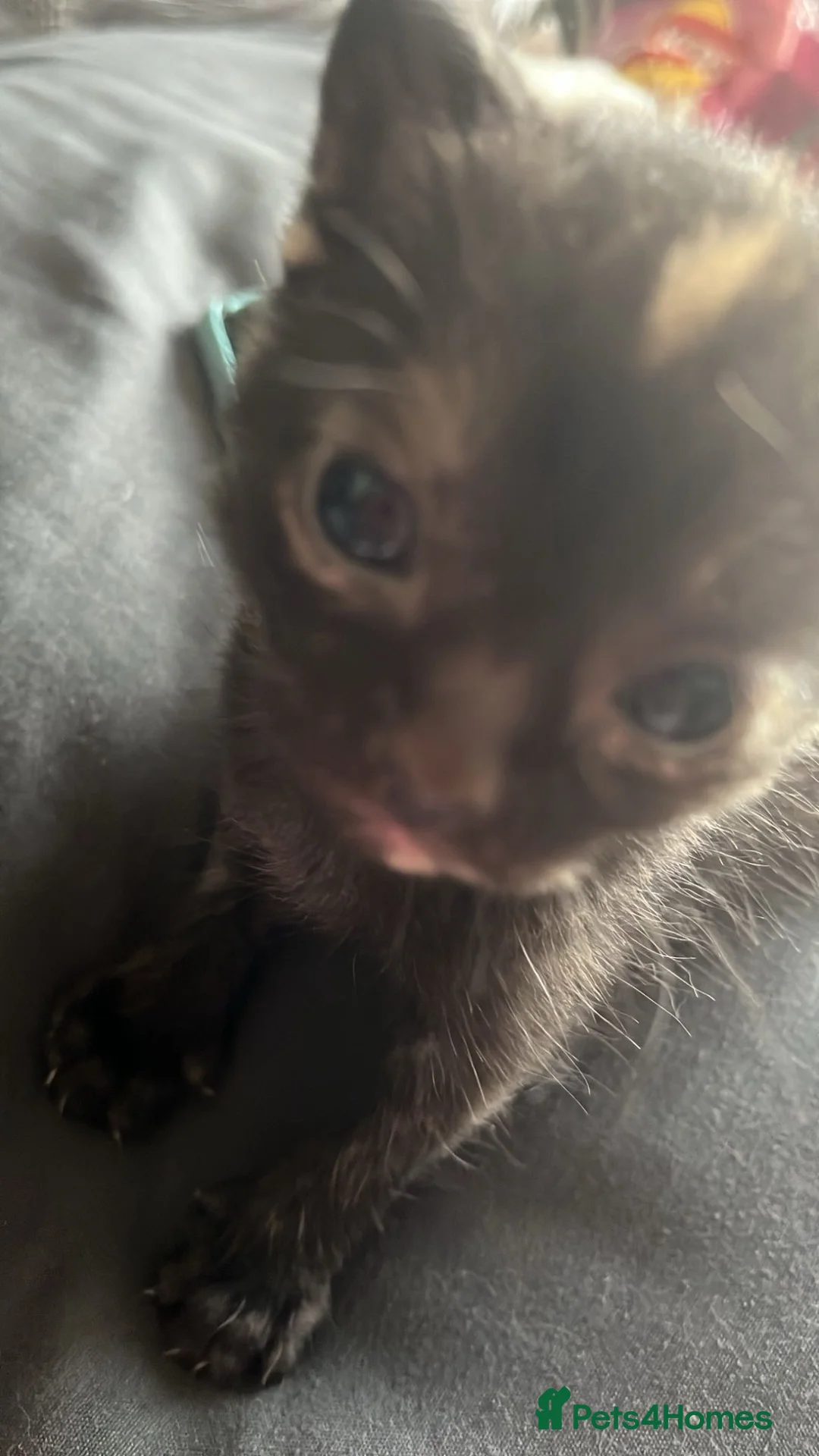 Mixed Breed cats for sale: Mixed Breed (ginger+black+white) kitten - Advert 2