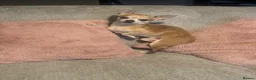 Chihuahua dogs for stud: Stud Merle chihuahua age 5 - Advert 8