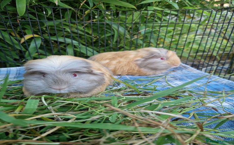 Guinea Pig rodents - Advert 13