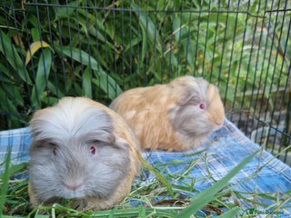 Guinea Pig rodents - Advert 23