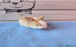 Mini Lop rabbits for sale: ❤️🐰Mini lop bunnies🐰❤️ - Image 11