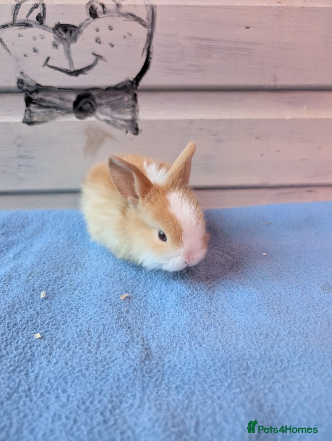 Mini Lop rabbits for sale: ❤️🐰Mini lop bunnies🐰❤️ - Image 11