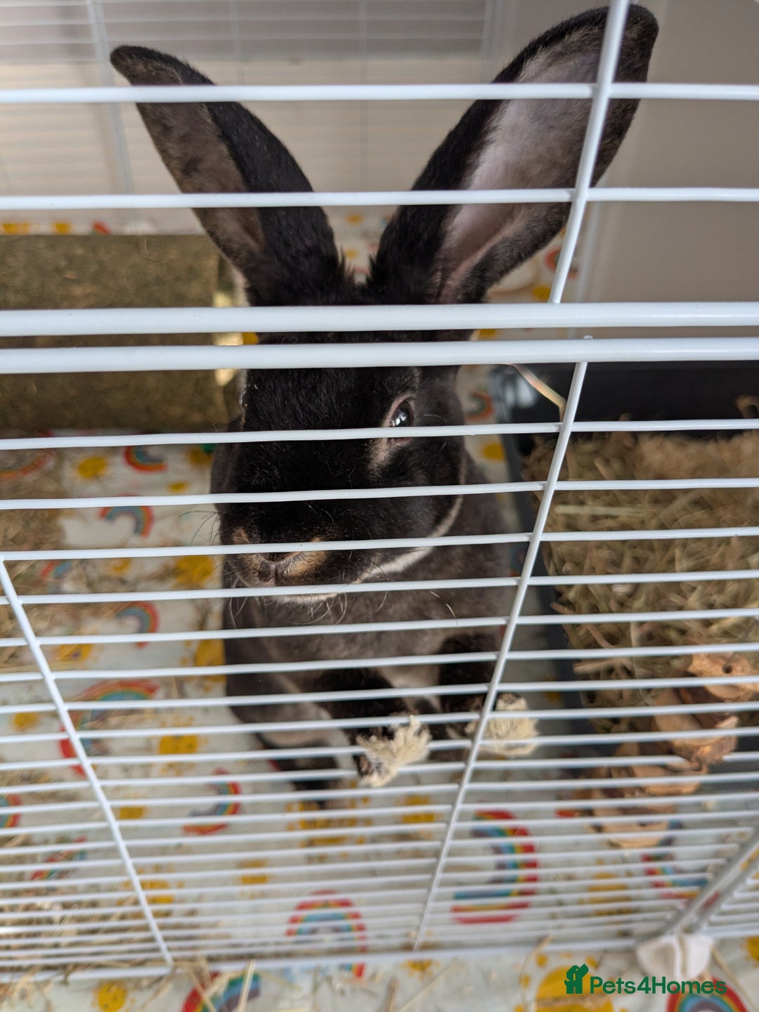 Rex rabbits for sale: Two baby bunnies. One Male Rex. One female unknown - Advert 5