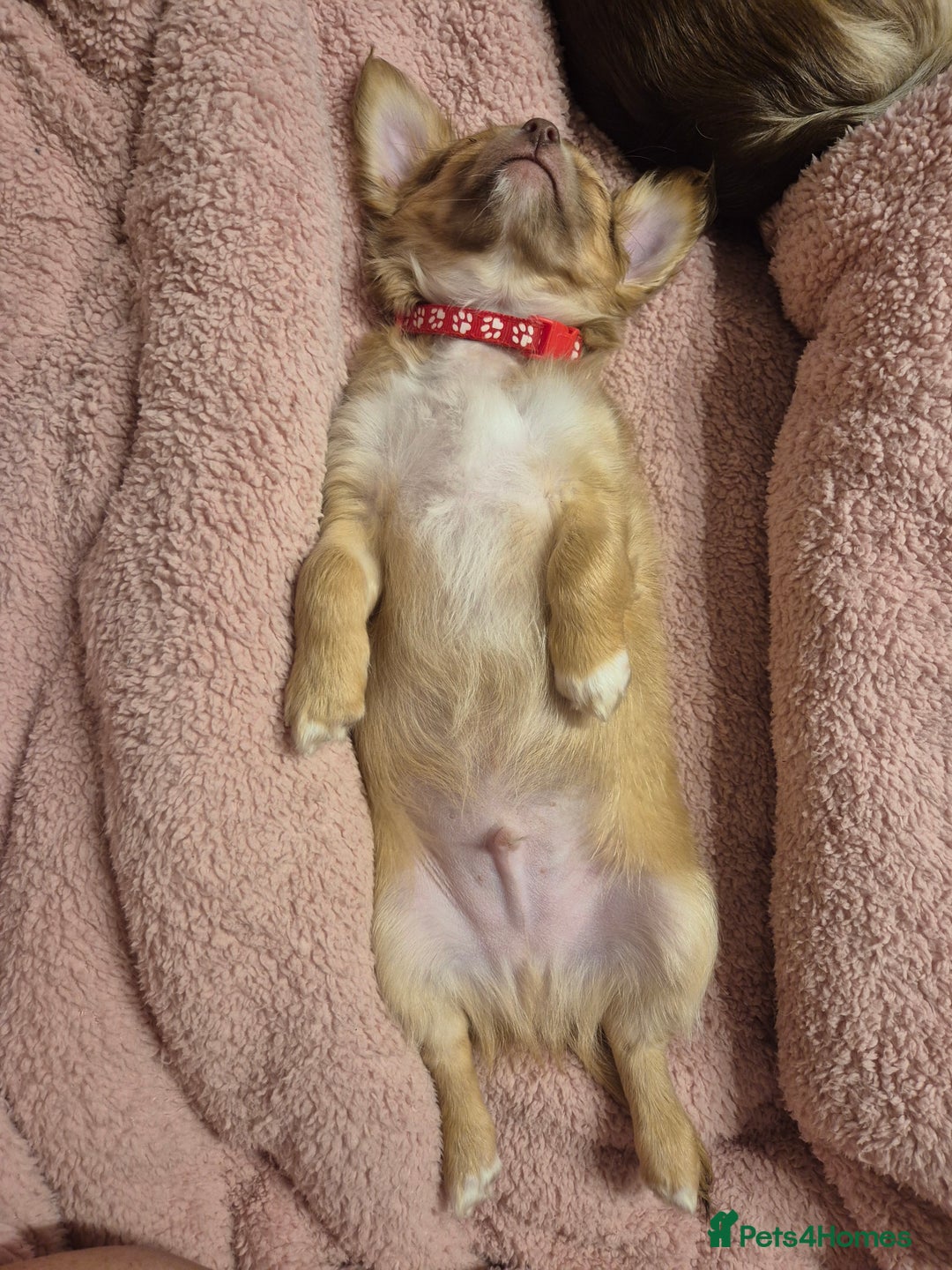 Chihuahua dogs for sale: ***READY NOW*** Long Haired Chihuahua Pups  - Advert 19