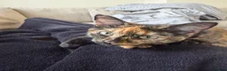 Mixed Breed cats for sale: Mixed breed - Advert 2