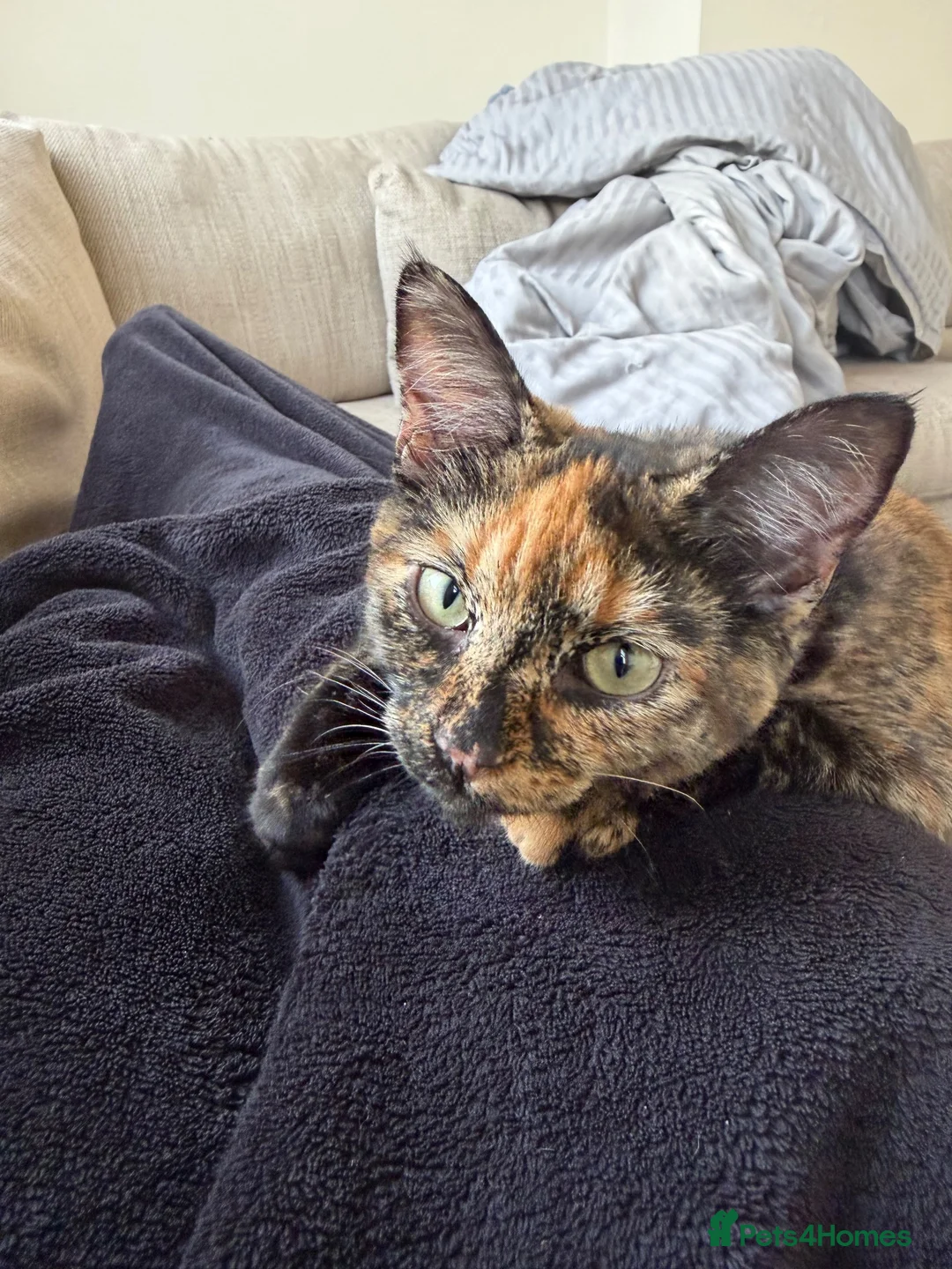 Mixed Breed cats for sale: Mixed breed - Advert 2
