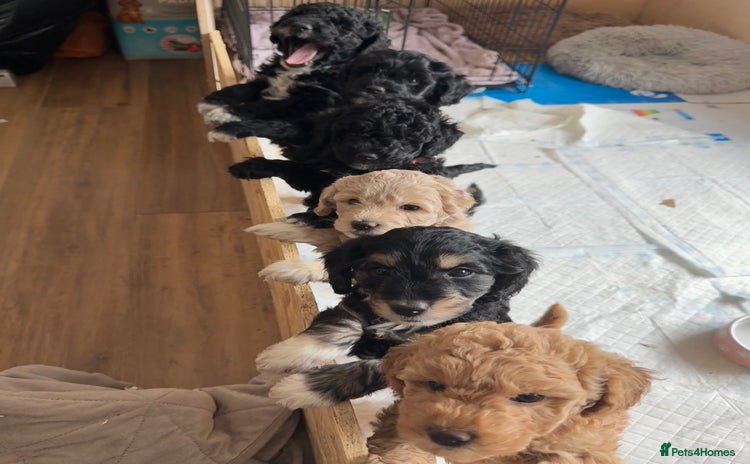 Mini Goldendoodle dogs - Advert 3