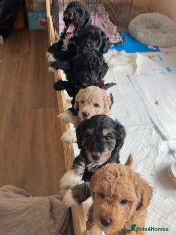 Mini Goldendoodle dogs - Advert 2