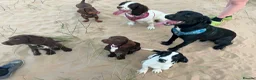 Springador dogs for sale: 🐾 Looking for a Loving Home – Meet Luna 🐾 - Advert 7