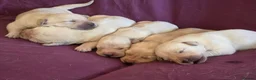 Goldador dogs for sale: Gorgeous KC Line Goldador Puppies 🐾  - Advert 14