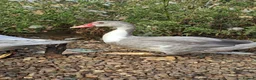 Ducks poultry for sale: Muscovy Drakes - Advert 2
